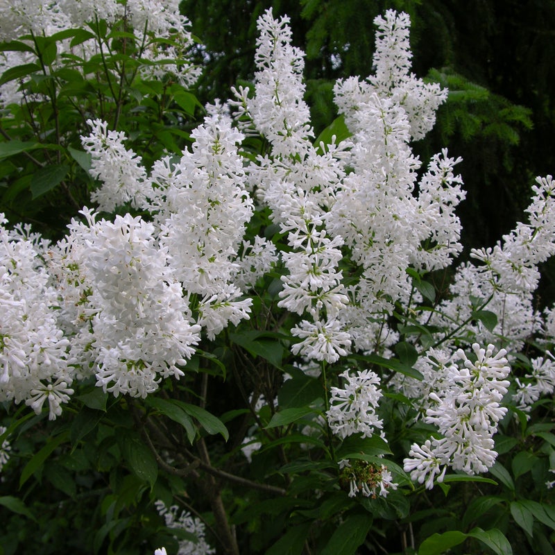 Isabellansyreeni Syringa Holger