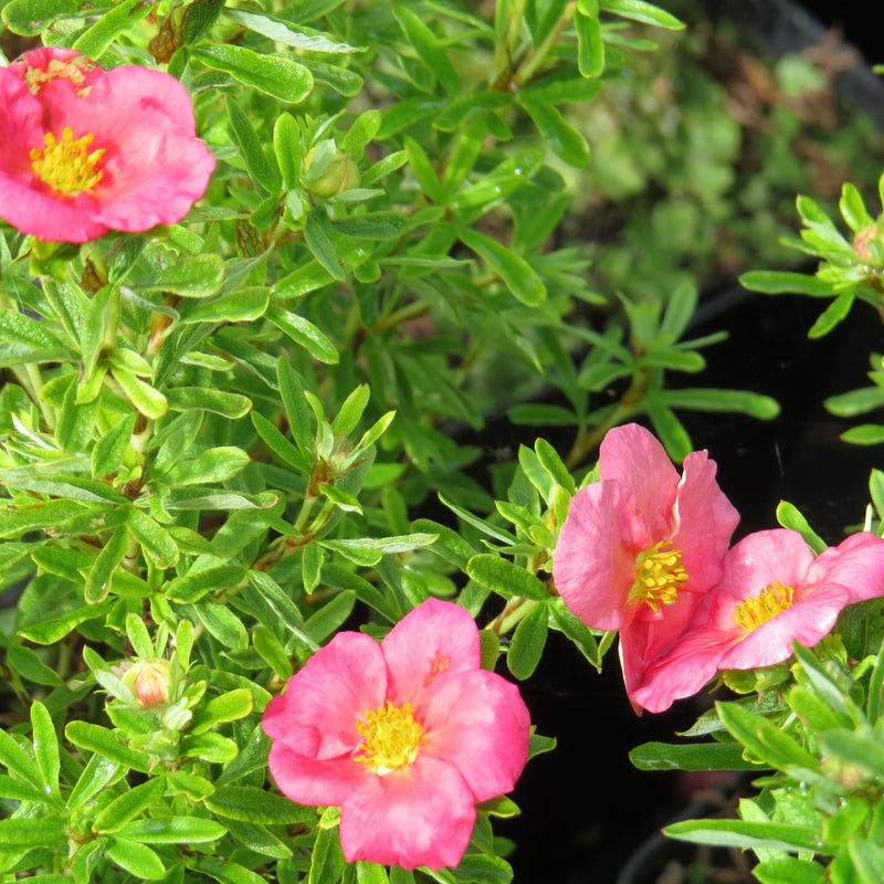 Pensashanhikki Dasiphora fruticosa Bellissima