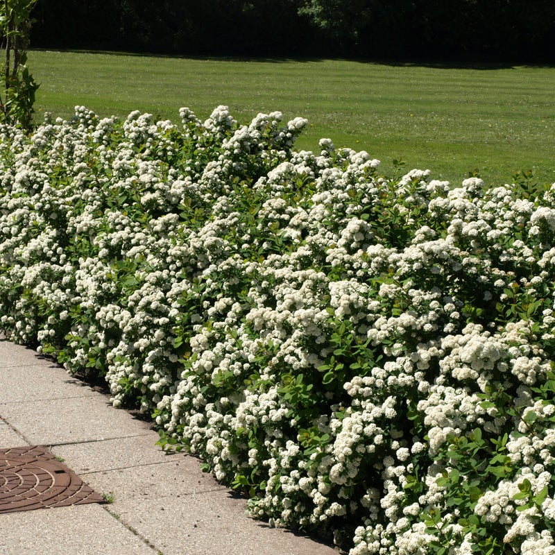 Koivuangervo Spiraea betulifolia Island
