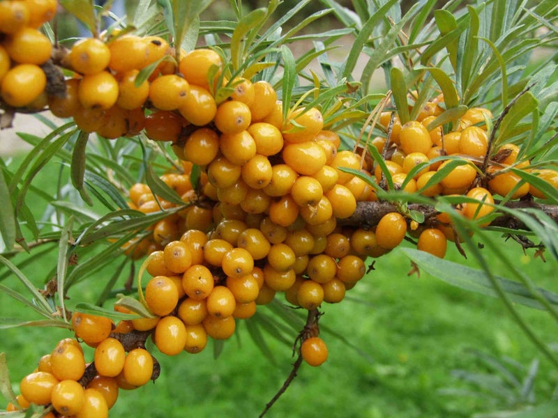 Tyrni Hippophae rhamnoides Terhi EMIKASVI