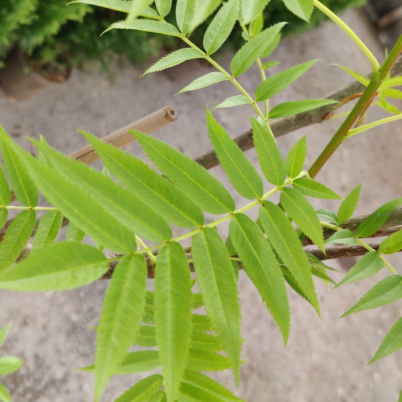 Tuurenpihlaja rym 8-10, Sorbus ulleungensis Dodong