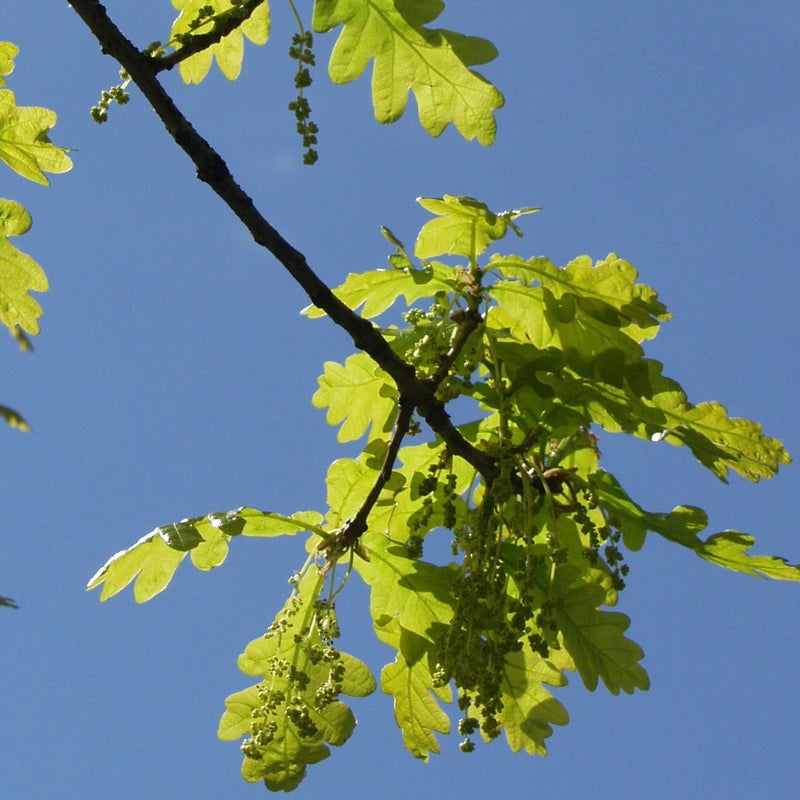 Tammi Quercus robur 6-8