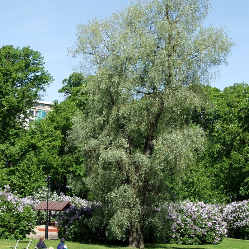 Hopeasalava Salix alba var. sericea Sibirica 6-8