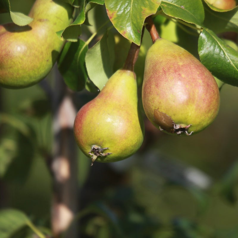 P&auml;&auml;ryn&auml; Pyrus communis Tohtorin P&auml;&auml;ryn&auml;