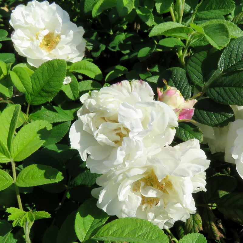 Tarhakurtturuusu Rosa Louise Bugnet