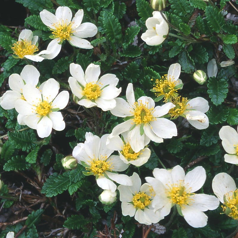 Tunturilapinvuokko Dryas octopetala
