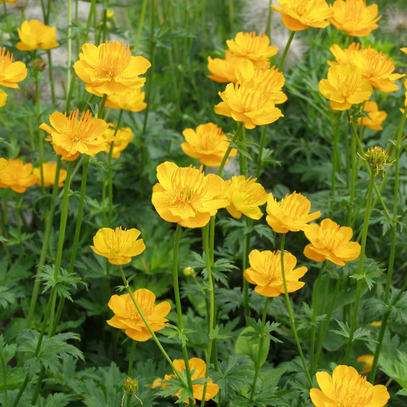 Kes&auml;kullero Trollius chinensis oranssi