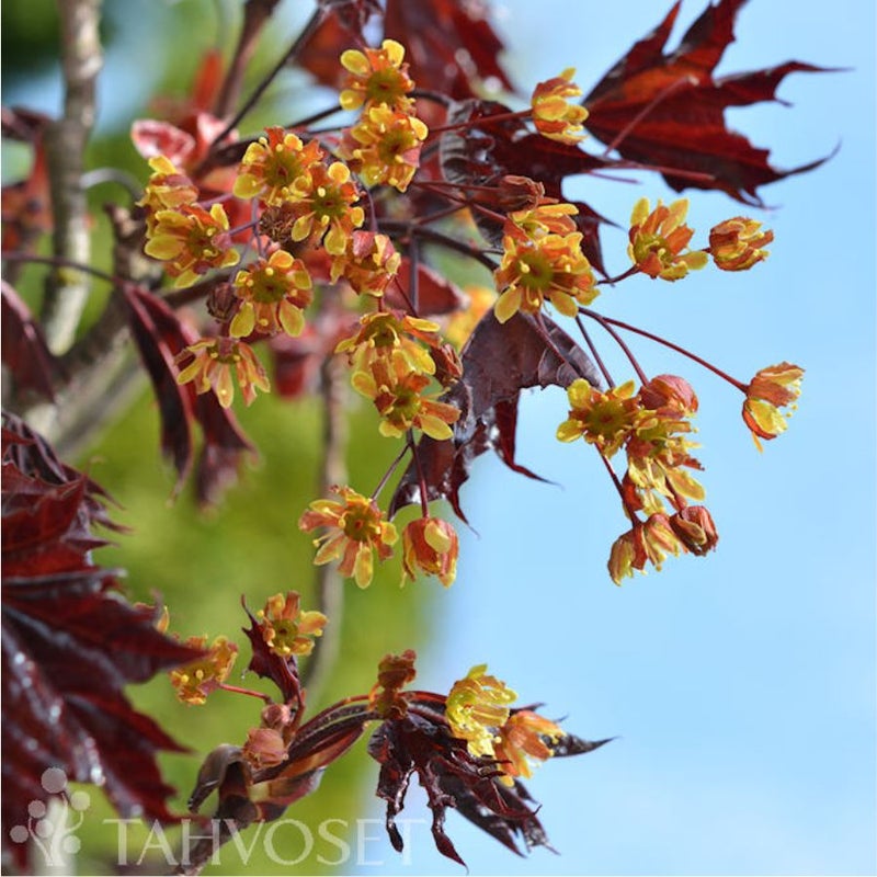 Hurmevaahtera Faassen's Black 150-250 cm