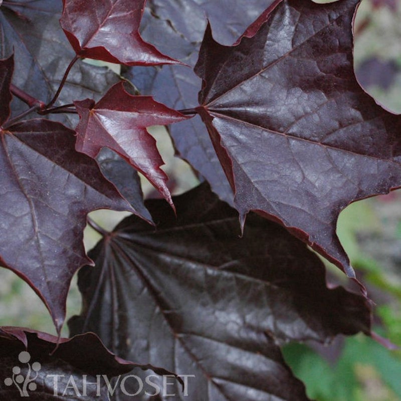 Hurmevaahtera Faassen's Black 150-250 cm