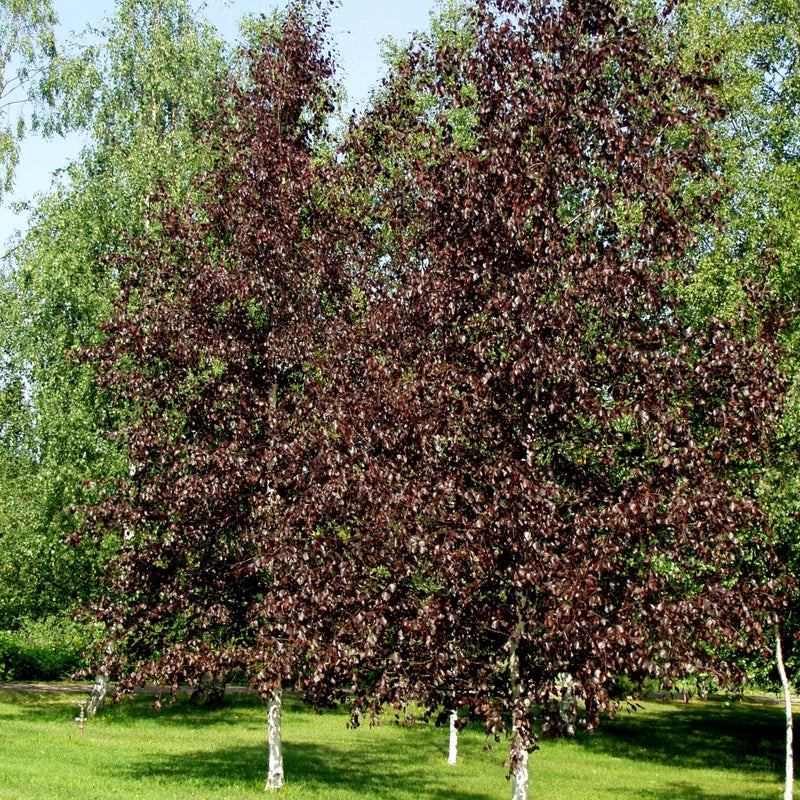 Punakoivu Betula pubescens 'Rubra'