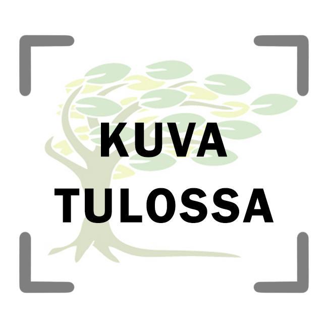 T&auml;pl&auml;punalatva Eupatorium mac. &prime;Purple Bush&prime;