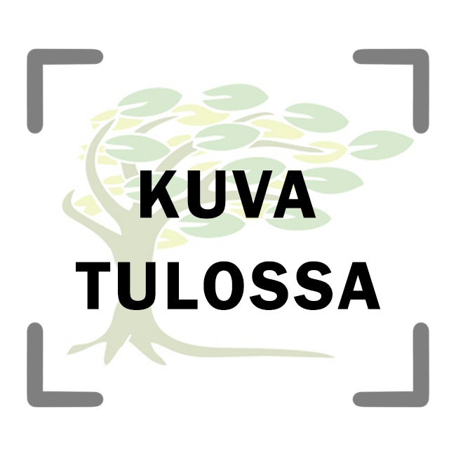 Lupiini Lupinus The Chatelaine vaaleanpunainen