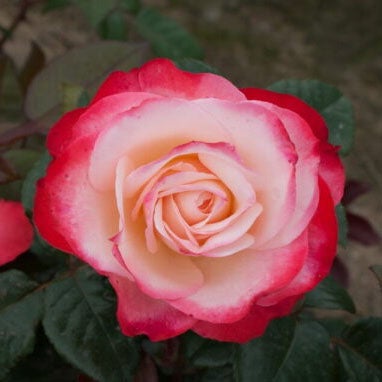 Jaloruusu rosa 'nostalgie'