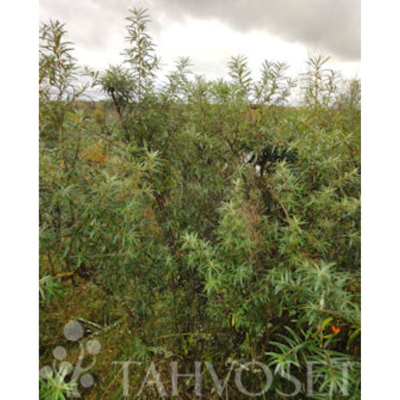 Tyrni Rudolf hedekasvi 3 l