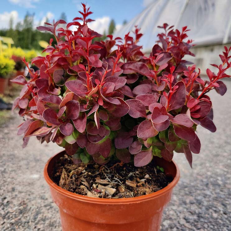 Japaninhappomarja Berberis thunbergii Red Cloud