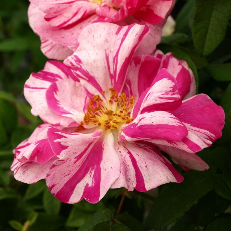 Kirjoapteekkarinruusu Rosa Rosa Mundi 3 l