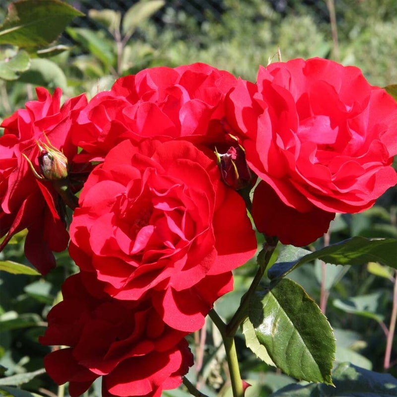 Tertturuusu Rosa Niina 2 l