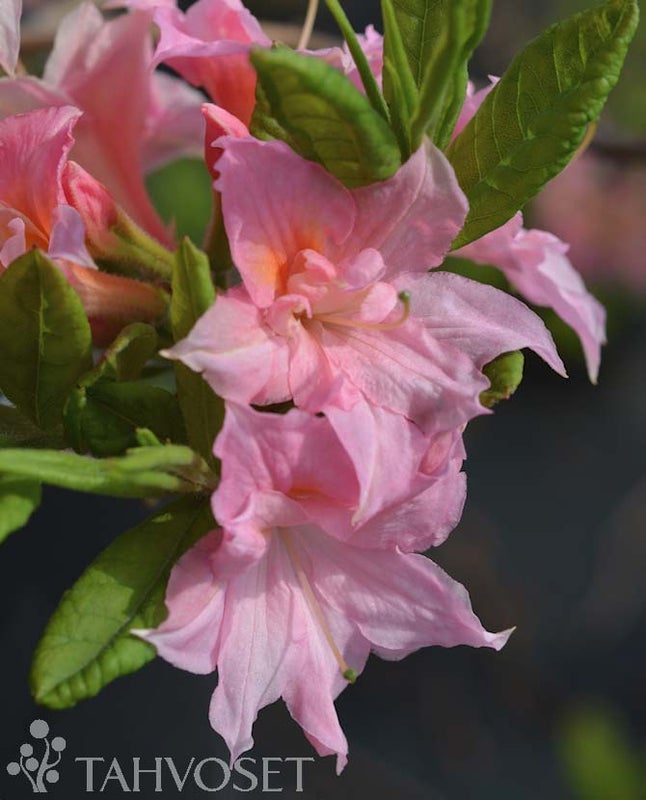 Atsalea Rhododendron x Rustica Mixture 'Ruususen Uni' 30-40 cm