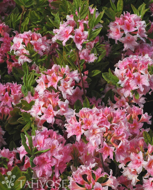 Atsalea Rhododendron x Rustica Mixture 'Ruususen Uni' 30-40 cm
