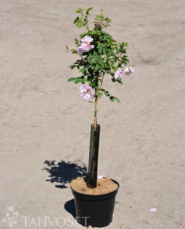 Blandaruusu Toukoniitty, rungollinen